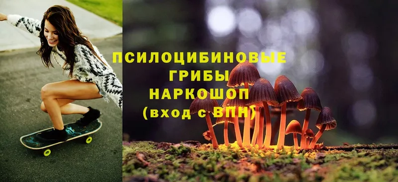 Псилоцибиновые грибы Psilocybe  Ачинск 